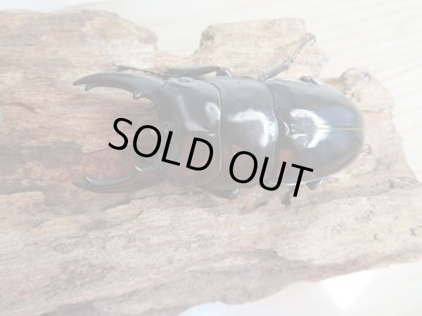 画像2: 新成虫★紋付き★ブラックハスタートノコギリクワガタ♂65ミリ♀41ミリペア販売!! (2)