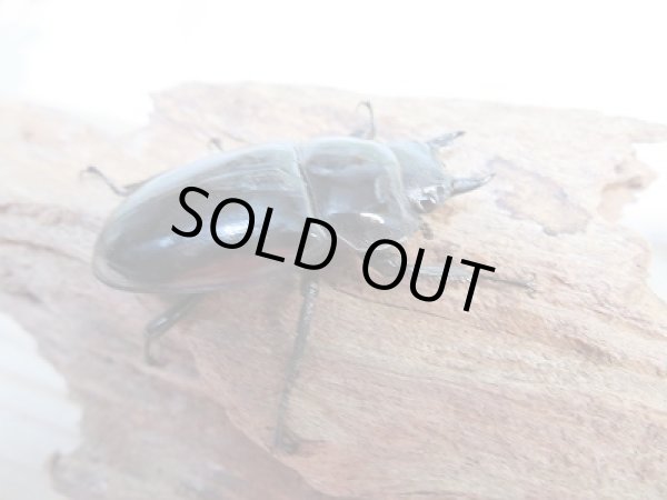 画像4: 新成虫★紋付き★ブラックハスタートノコギリクワガタ♂65ミリ♀41ミリペア販売!! (4)