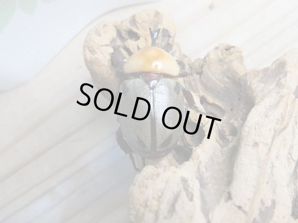 画像3: 小型人気種！！新成虫☆ヨツボシヒナカブト♂40ミリ♀フリーサイズ2頭トリオ販売！！ (3)