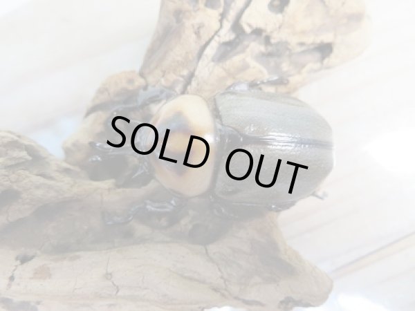 画像2: 小型人気種!!新成虫☆ヨツボシヒナカブト♂41ミリ♀フリーサイズ2頭トリオ販売!! (2)