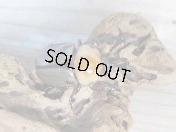 画像2: 小型人気種！！新成虫☆ヨツボシヒナカブト♂40ミリ♀フリーサイズ2頭トリオ販売！！ (2)