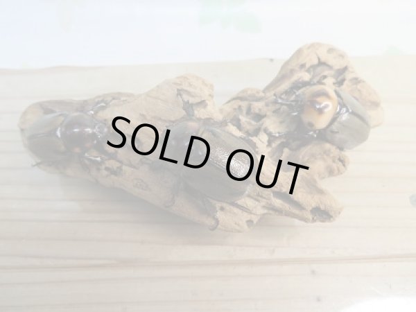 画像6: 小型人気種!!新成虫☆ヨツボシヒナカブト♂41ミリ♀フリーサイズ2頭トリオ販売!! (6)