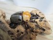画像1: 小型人気種！！新成虫☆ヨツボシヒナカブト♂40ミリ♀フリーサイズ2頭トリオ販売！！ (1)