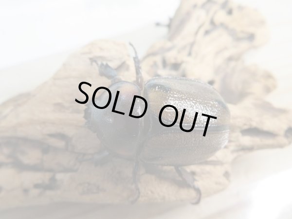 画像4: 小型人気種!!新成虫☆ヨツボシヒナカブト♂41ミリ♀フリーサイズ2頭トリオ販売!! (4)