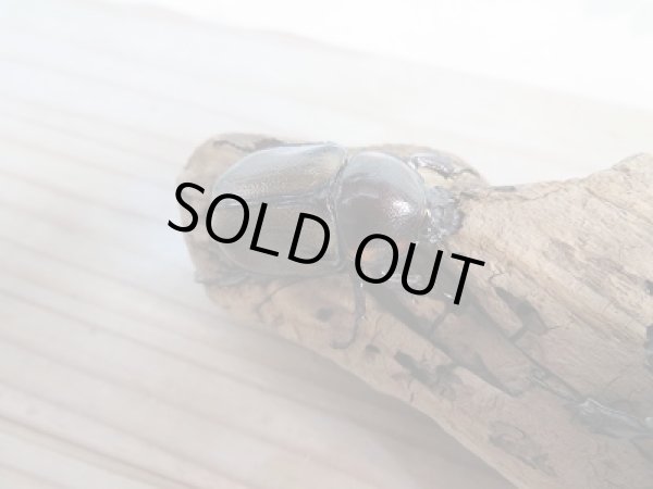 画像5: 小型人気種!!新成虫☆ヨツボシヒナカブト♂41ミリ♀フリーサイズ2頭トリオ販売!! (5)