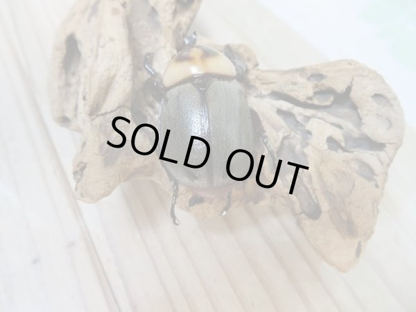 画像3: 小型人気種!!新成虫☆ヨツボシヒナカブト♂41ミリ♀フリーサイズ2頭トリオ販売!! (3)