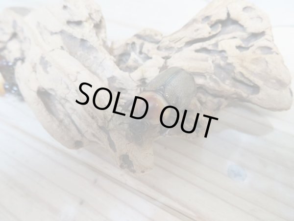 画像5: 小型人気種！！新成虫☆ヨツボシヒナカブト♂40ミリ♀フリーサイズ2頭トリオ販売！！ (5)