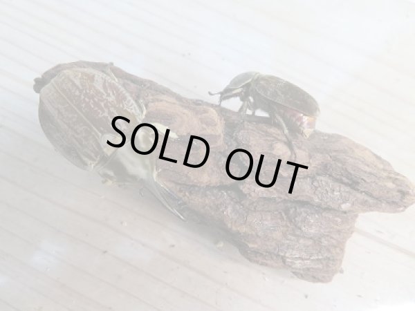 画像5: ☆くろねこチャンネル様より☆本日入荷個体!!大人気種!グランディスビロードヒナカブト♂41ミリ♀31ミリペア販売!! (5)