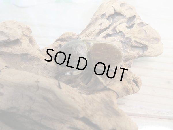 画像4: ☆くろねこチャンネル様より☆本日入荷個体!!大人気種!グランディスビロードヒナカブト♂43ミリ♀32ミリペア販売!! (4)