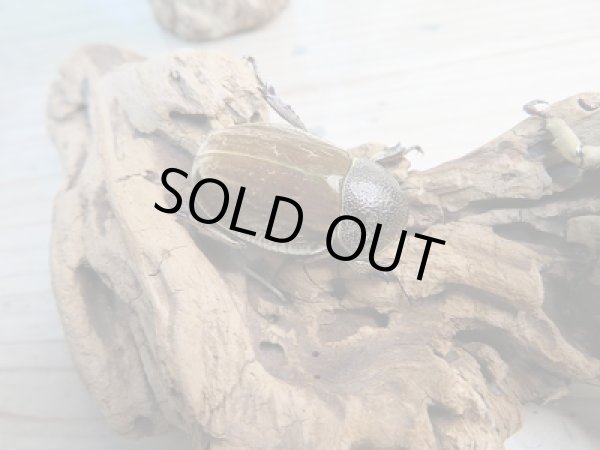 画像4: ☆くろねこチャンネル様より☆本日入荷個体!!大人気種!グランディスビロードヒナカブト♂42ミリ♀31ミリペア販売!! (4)