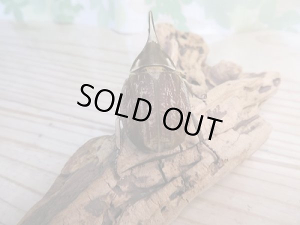 画像3: ☆くろねこチャンネル様より☆本日入荷個体!!大人気種!グランディスビロードヒナカブト♂43ミリ♀32ミリペア販売!! (3)