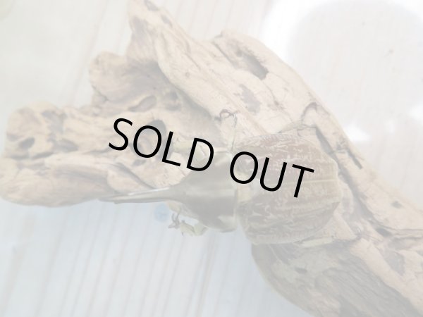 画像2: ☆くろねこチャンネル様より☆本日入荷個体!!大人気種!グランディスビロードヒナカブト♂43ミリ♀32ミリペア販売!! (2)