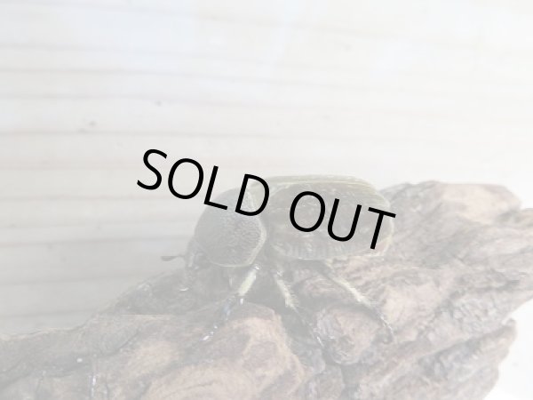 画像4: ☆くろねこチャンネル様より☆本日入荷個体!!大人気種!グランディスビロードヒナカブト♂41ミリ♀31ミリペア販売!! (4)