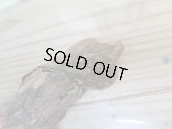 画像2: ☆くろねこチャンネル様より☆本日入荷個体!!大人気種!グランディスビロードヒナカブト♂41ミリ♀31ミリペア販売!! (2)