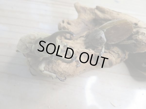画像5: ☆くろねこチャンネル様より☆本日入荷個体!!大人気種!グランディスビロードヒナカブト♂42ミリ♀31ミリペア販売!! (5)