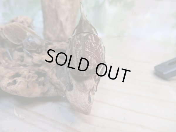 画像3: ☆くろねこチャンネル様より☆本日入荷個体!!大人気種!グランディスビロードヒナカブト♂42ミリ♀31ミリペア販売!! (3)