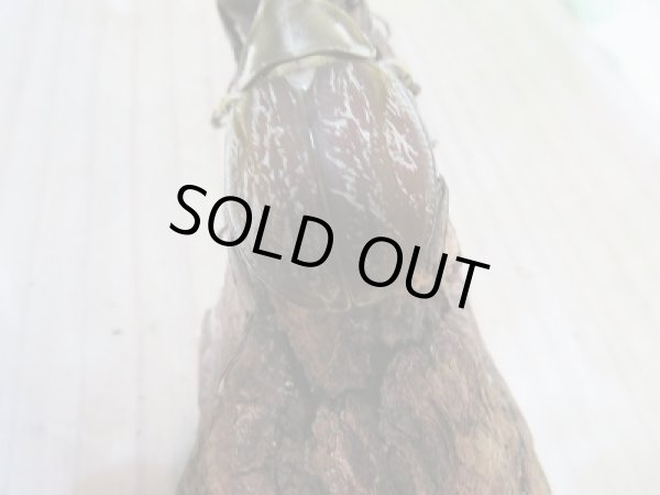 画像3: ☆くろねこチャンネル様より☆本日入荷個体!!大人気種!グランディスビロードヒナカブト♂41ミリ♀31ミリペア販売!! (3)