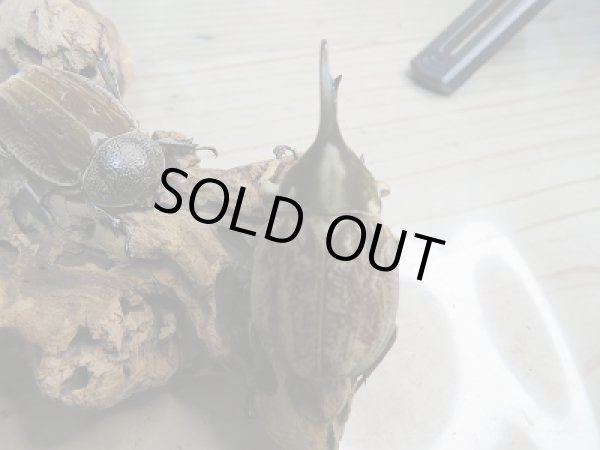 画像2: ☆くろねこチャンネル様より☆本日入荷個体!!大人気種!グランディスビロードヒナカブト♂42ミリ♀31ミリペア販売!! (2)