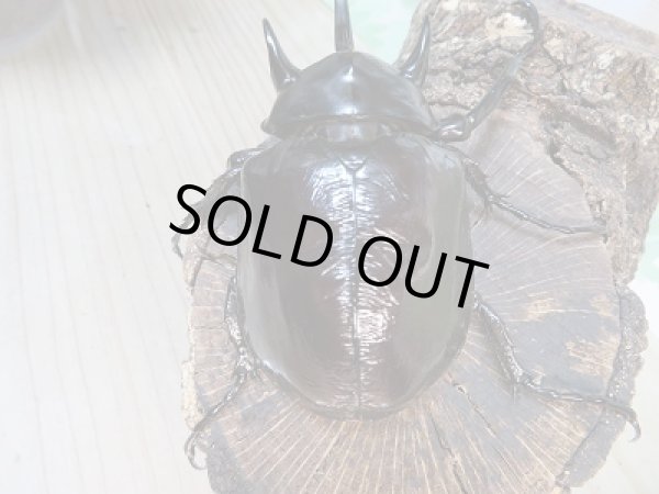 画像3: 新成虫☆F2☆マルスゾウカブト♂111ミリ♀72ミリペア販売!! (3)