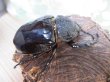 画像4: 新成虫☆F2☆マルスゾウカブト♂111ミリ♀72ミリペア販売！！ (4)