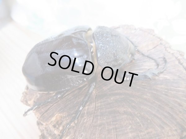 画像4: 新成虫☆F2☆マルスゾウカブト♂111ミリ♀72ミリペア販売!! (4)