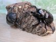 画像5: 新成虫☆F2☆マルスゾウカブト♂111ミリ♀72ミリペア販売！！ (5)