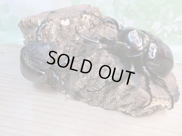 画像5: 新成虫☆F2☆マルスゾウカブト♂111ミリ♀72ミリペア販売!! (5)