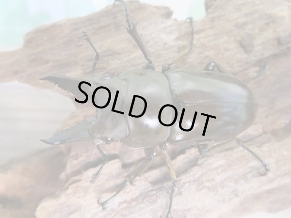 画像2: ☆美麗種☆新成虫!!ババオウゴンオニクワガタ♂50ミリ♀43ミリペア販売!! (2)
