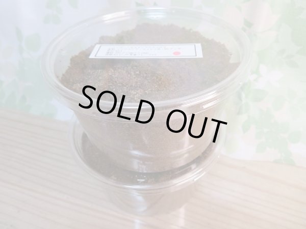 画像4: ☆WF1☆トルンカートゥスホソアカクワガタ(ノーマルカラー)3令幼虫ペア販売!! (4)