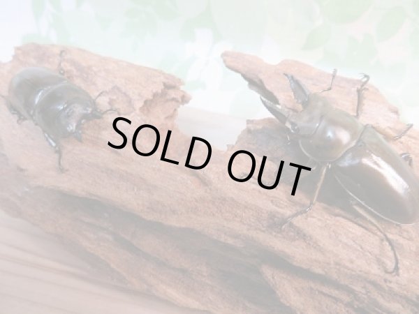 画像5: ☆美麗種☆新成虫!!ババオウゴンオニクワガタ♂50ミリ♀43ミリペア販売!! (5)