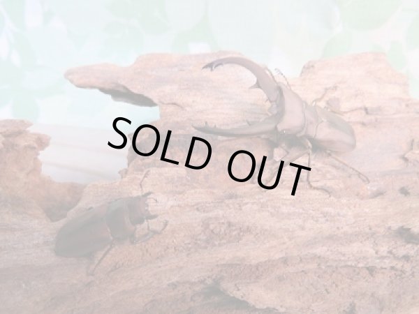 画像5: 新成虫☆WF1☆イグジミウスホソアカクワガタ♂44ミリ♀23ミリペア販売!! (5)