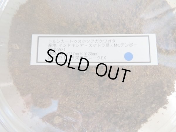 画像3: ☆WF1☆トルンカートゥスホソアカクワガタ(ノーマルカラー)3令幼虫ペア販売!! (3)