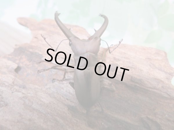 画像3: 新成虫☆WF1☆イグジミウスホソアカクワガタ♂44ミリ♀23ミリペア販売!! (3)