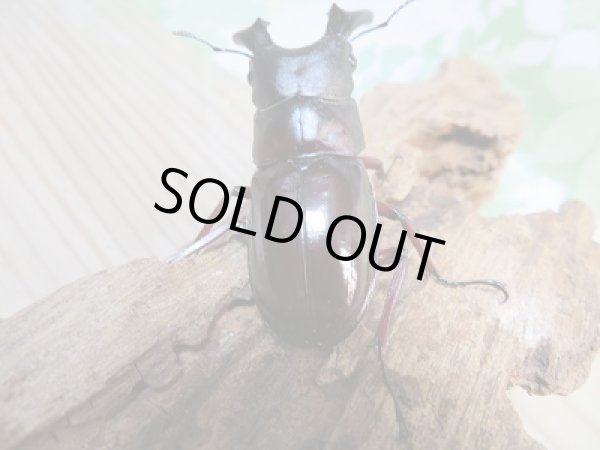 画像3: 新成虫☆F2☆ボーリンフタマタクワガタ(亜種バミノルム)♂67ミリ♀40ミリペア販売!! (3)