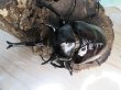 画像2: 新成虫☆F2☆マルスゾウカブト♂111ミリ♀72ミリペア販売！！ (2)