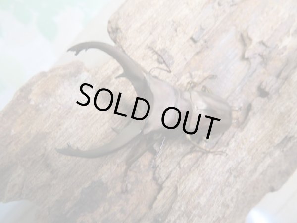 画像2: 新成虫☆WF1☆イグジミウスホソアカクワガタ♂44ミリ♀23ミリペア販売!! (2)