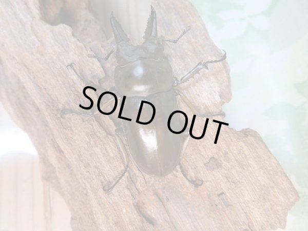 画像3: ☆美麗種☆新成虫!!ババオウゴンオニクワガタ♂50ミリ♀43ミリペア販売!! (3)