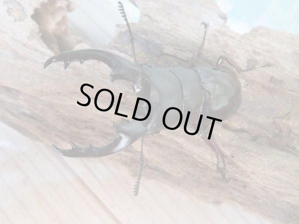 画像2: 新成虫☆F2☆ボーリンフタマタクワガタ(亜種バミノルム)♂67ミリ♀40ミリペア販売!! (2)