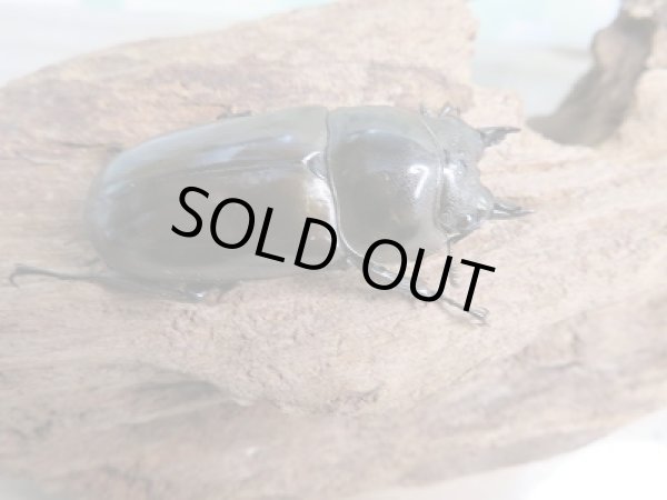 画像4: ☆美麗種☆新成虫!!ババオウゴンオニクワガタ♂50ミリ♀43ミリペア販売!! (4)