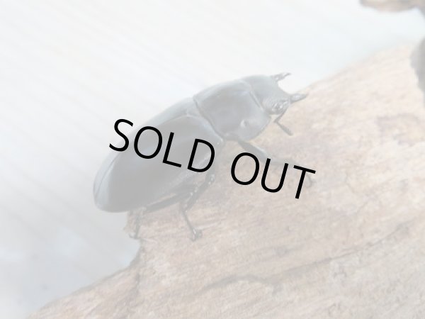 画像4: 新成虫☆F2☆ボーリンフタマタクワガタ(亜種バミノルム)♂67ミリ♀40ミリペア販売!! (4)