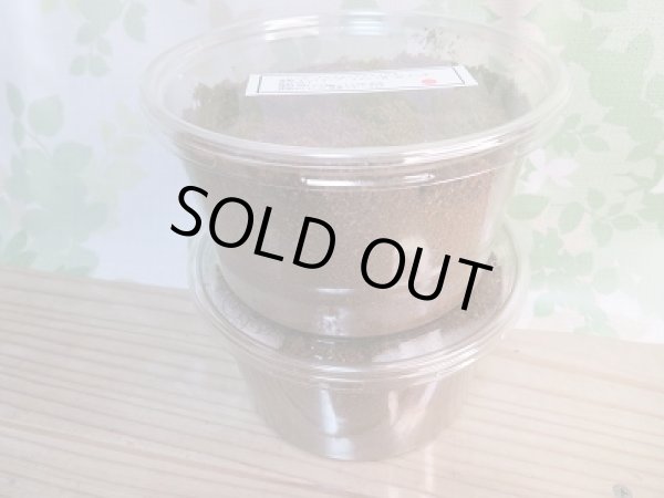 画像4: ☆WF1☆トルンカートゥスホソアカクワガタ(レッド系)3令幼虫ペア販売!! (4)