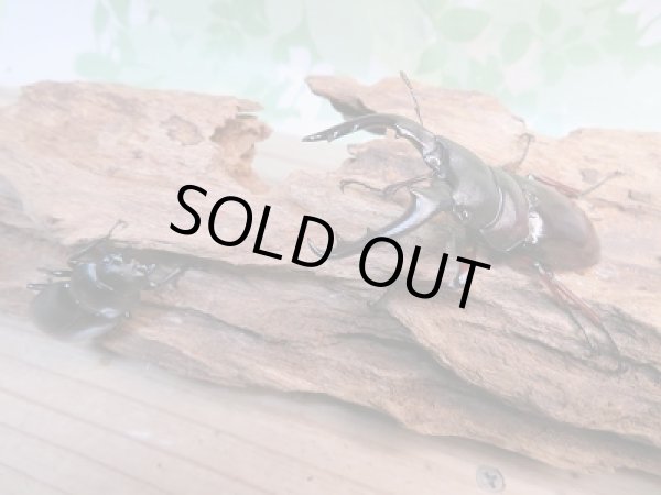 画像5: 新成虫☆F2☆ボーリンフタマタクワガタ(亜種バミノルム)♂67ミリ♀40ミリペア販売!! (5)