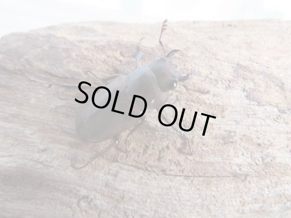 画像4: 新成虫☆WF1☆イグジミウスホソアカクワガタ♂44ミリ♀23ミリペア販売!! (4)