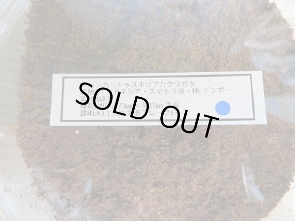 画像3: ☆WF1☆トルンカートゥスホソアカクワガタ(レッド系)3令幼虫ペア販売!! (3)