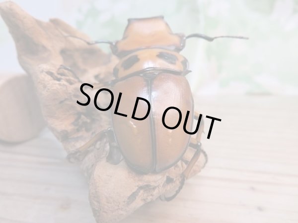 画像3: 新成虫!F7☆コンゴ産☆メンガタメリークワガタ♂-A'51ミリ♀フリー+♀フリートリオ販売!! (3)