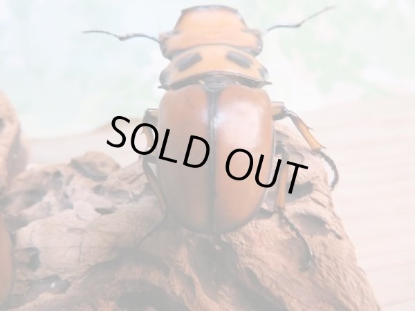 画像3: 新成虫!F7☆コンゴ産☆メンガタメリークワガタ♂47ミリ♀フリー+♀フリートリオ販売!! (3)