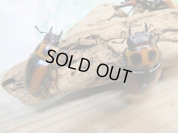 画像4: 新成虫!F7☆コンゴ産☆メンガタメリークワガタ♂47ミリ♀フリー+♀フリートリオ販売!! (4)