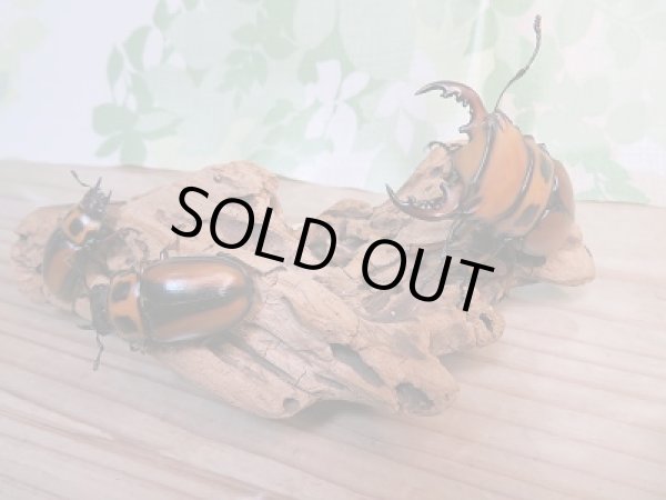 画像5: 新成虫!F7☆コンゴ産☆メンガタメリークワガタ♂-A'51ミリ♀フリー+♀フリートリオ販売!! (5)