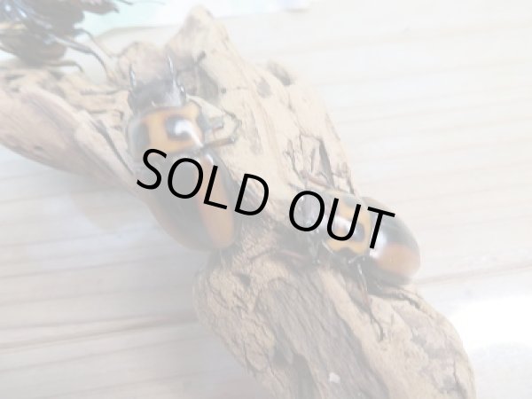 画像4: 新成虫!F7☆コンゴ産☆メンガタメリークワガタ♂-A'51ミリ♀フリー+♀フリートリオ販売!! (4)