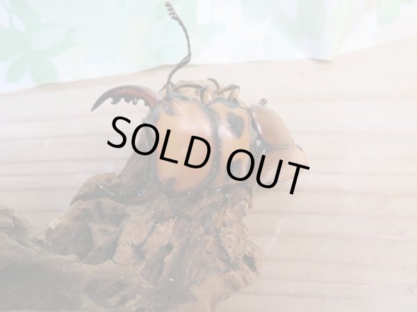 画像2: 新成虫!F7☆コンゴ産☆メンガタメリークワガタ♂-A'51ミリ♀フリー+♀フリートリオ販売!! (2)